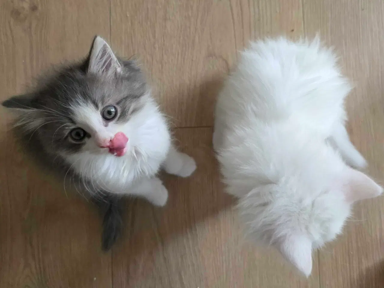 Billede 2 - Killinger mainecoon blandinger