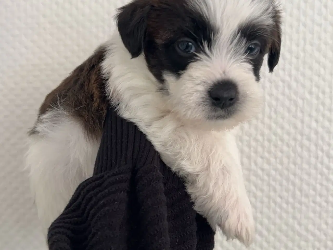Billede 4 - Shih tzu