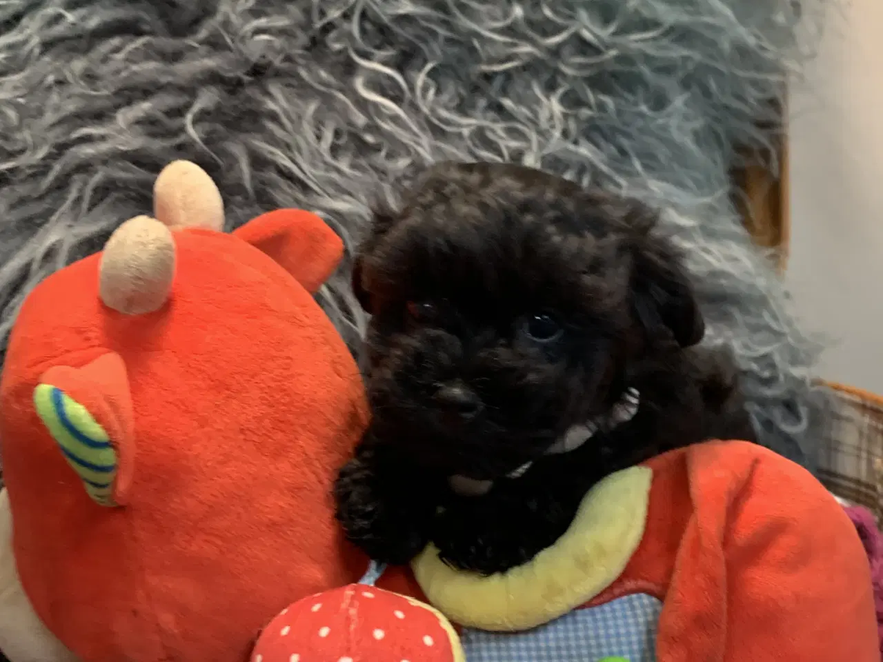 Billede 20 - Små fine Maltipoo babyer er rejseklar nu . 