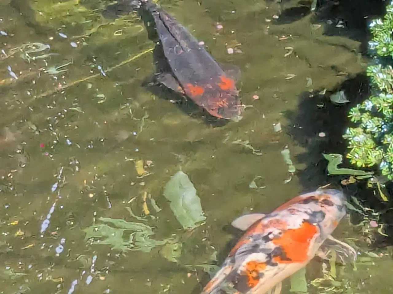 Billede 1 - Koi karper ca. 35 cm