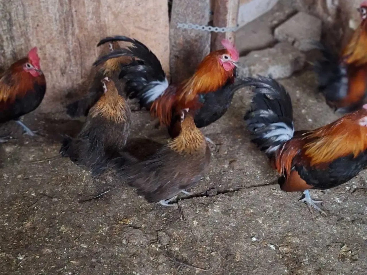 Billede 2 - Dansk landrace høns