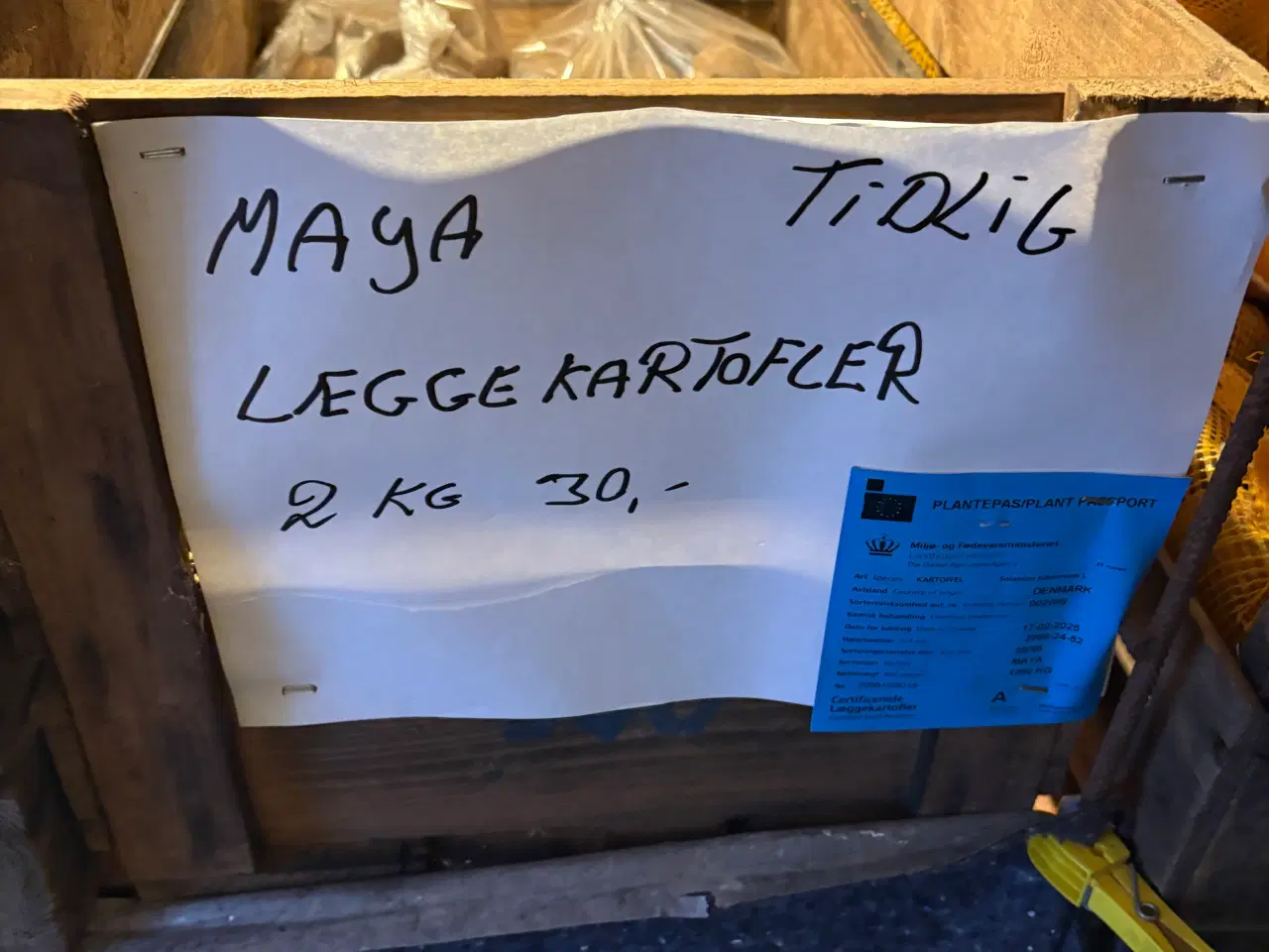 Billede 3 - Læggekartofler