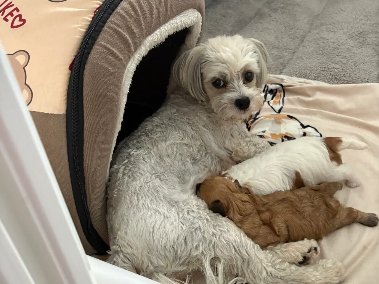 Billede 14 - Smukke Bichon Havanais