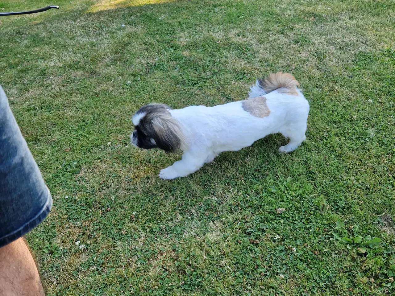 Billede 3 - Hundeklipning