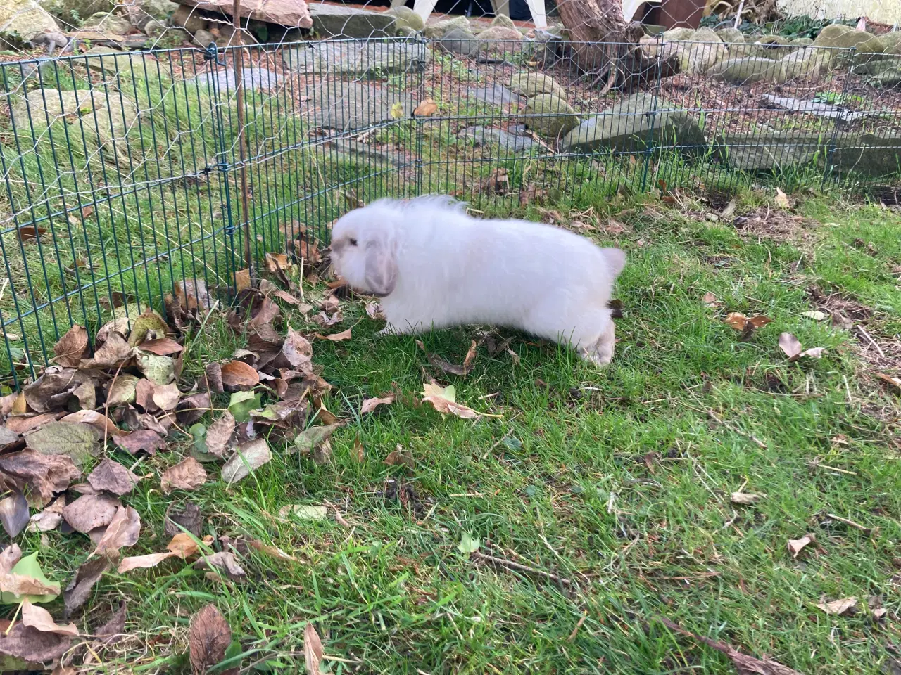 Billede 4 - Olliver søger et kærligt hjem