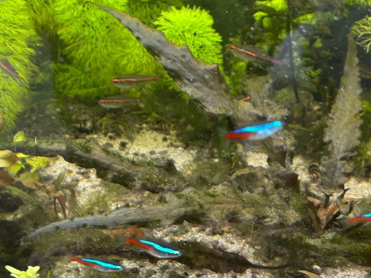 Billede 4 - 🐟 Neonfisk sælges – god stimepris | Viby J