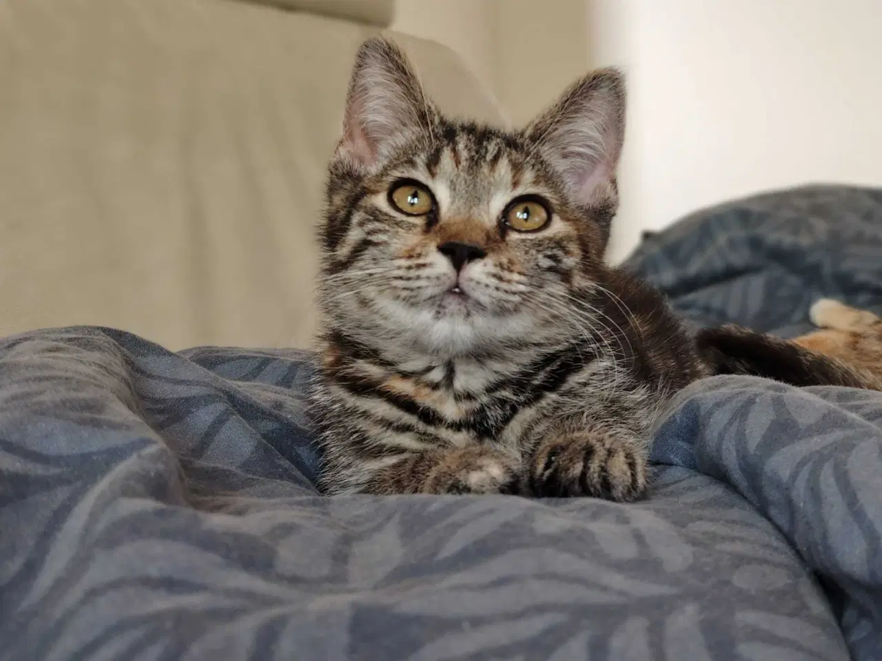 Billede 2 - Maine Coon bla. 🪻