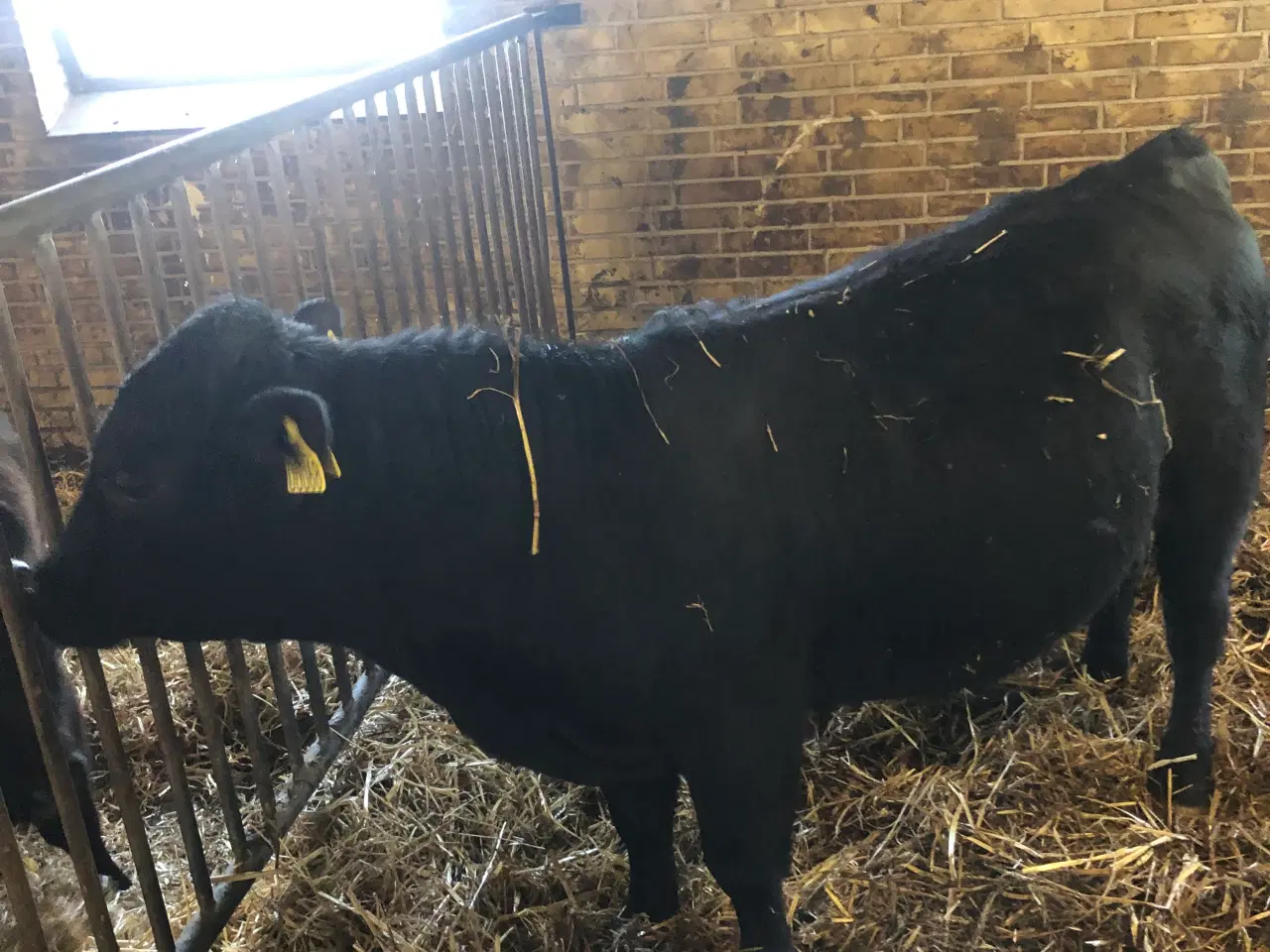 Billede 4 - Homozygotisk pollet Dexter tyr 