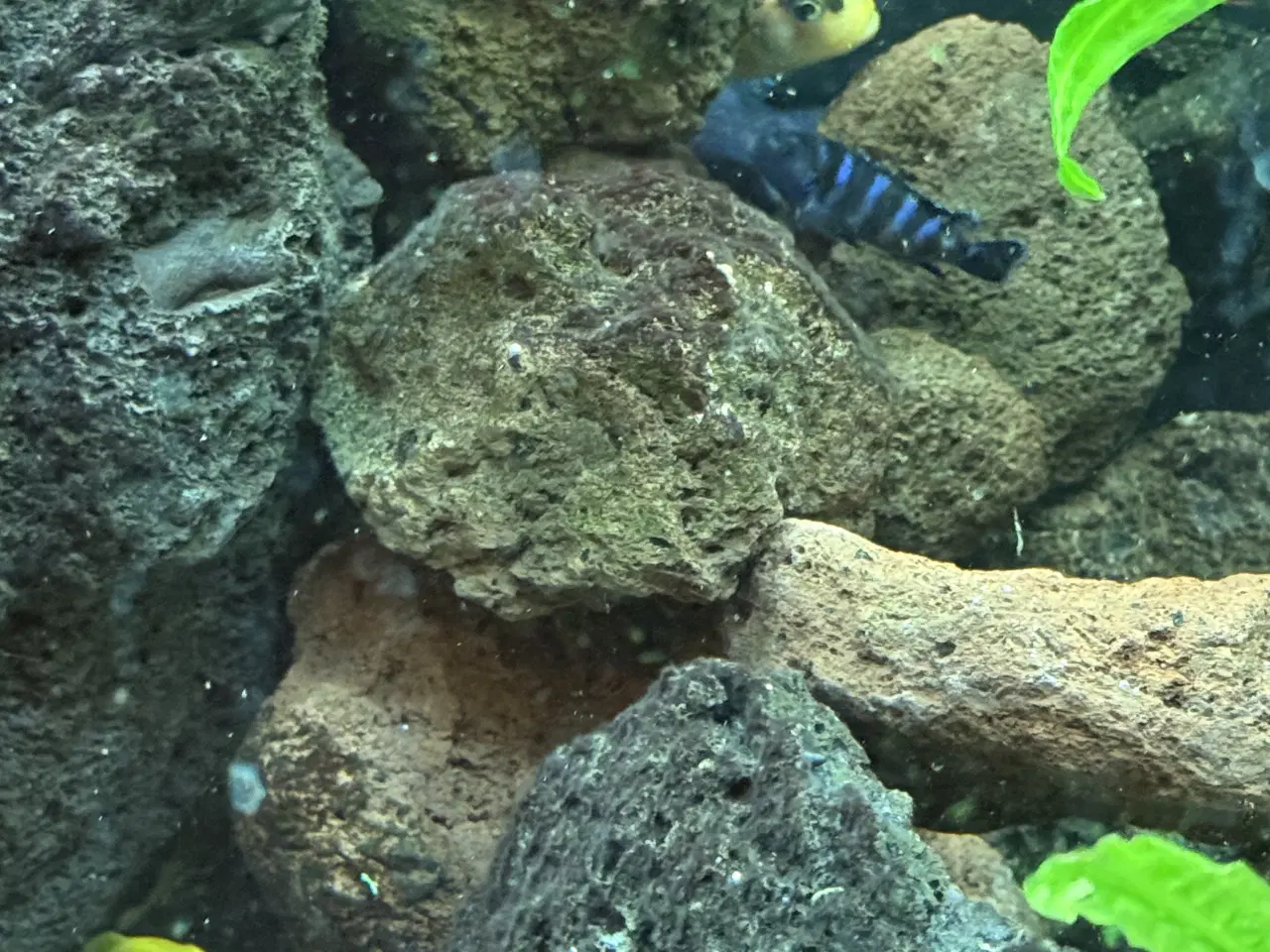 Billede 1 - Malawi cichlider – 20-25 stk med lidt yngel