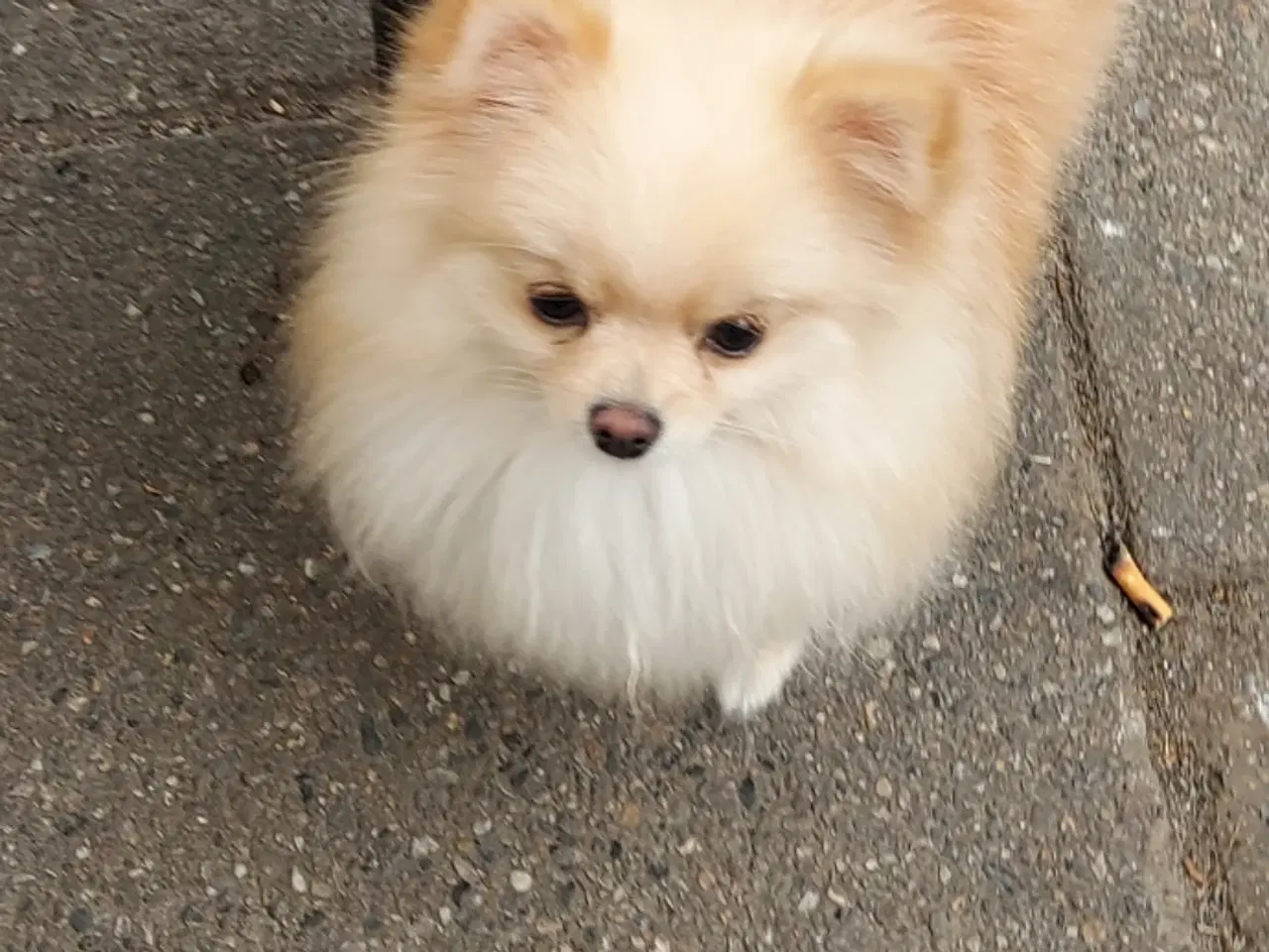 Billede 2 - Pomeranian hundnehvalp