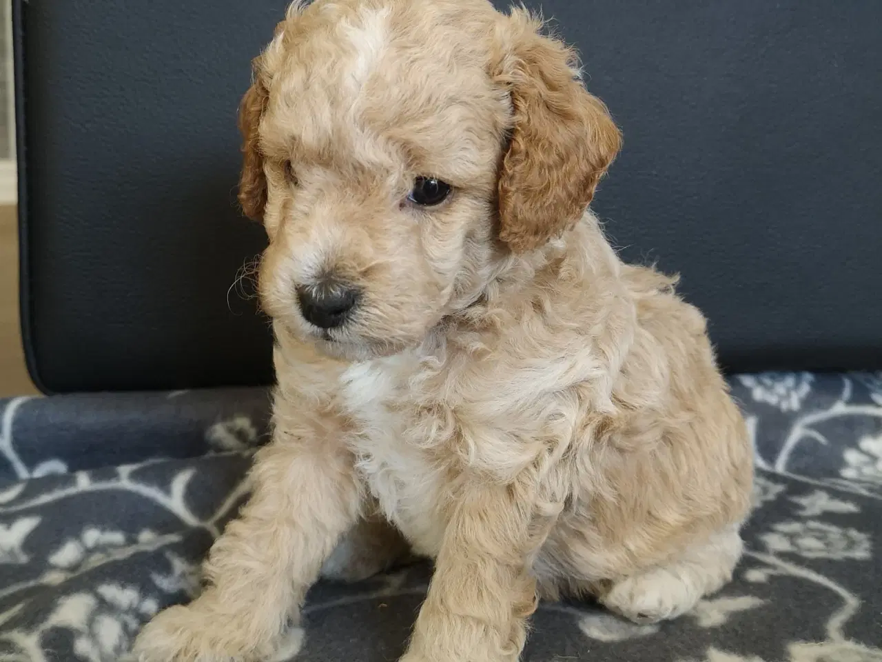 Billede 2 - Cavapoo F1b