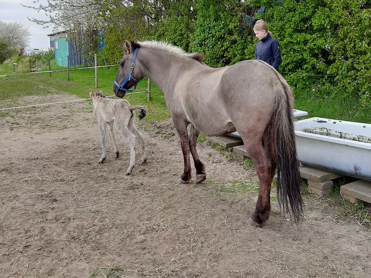 Billede 8 - 2års polsk konik pony