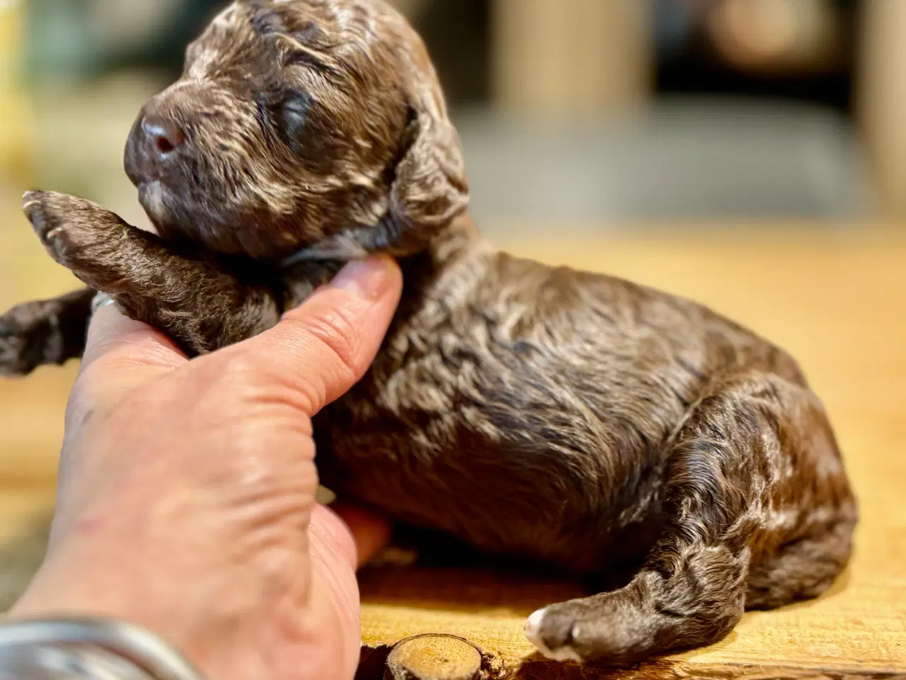 Billede 4 - Allergivenlig puddel hvalpe til juleferien