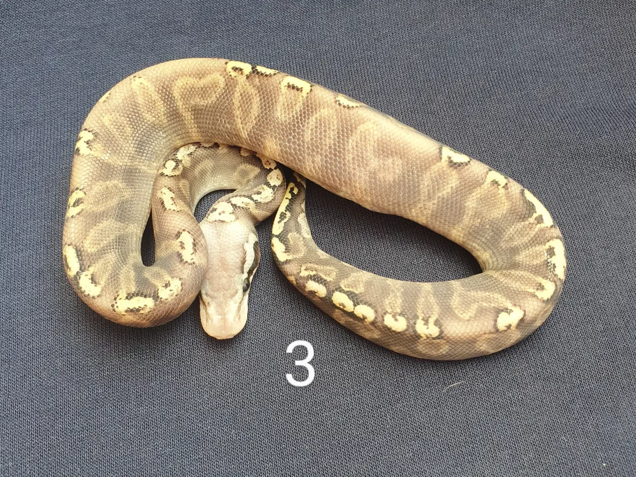 Billede 3 - Kongepython morfer 2025