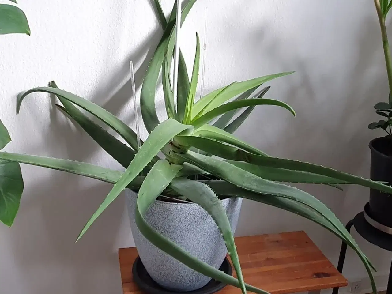 Billede 2 - Stueplante, Aloe Vera