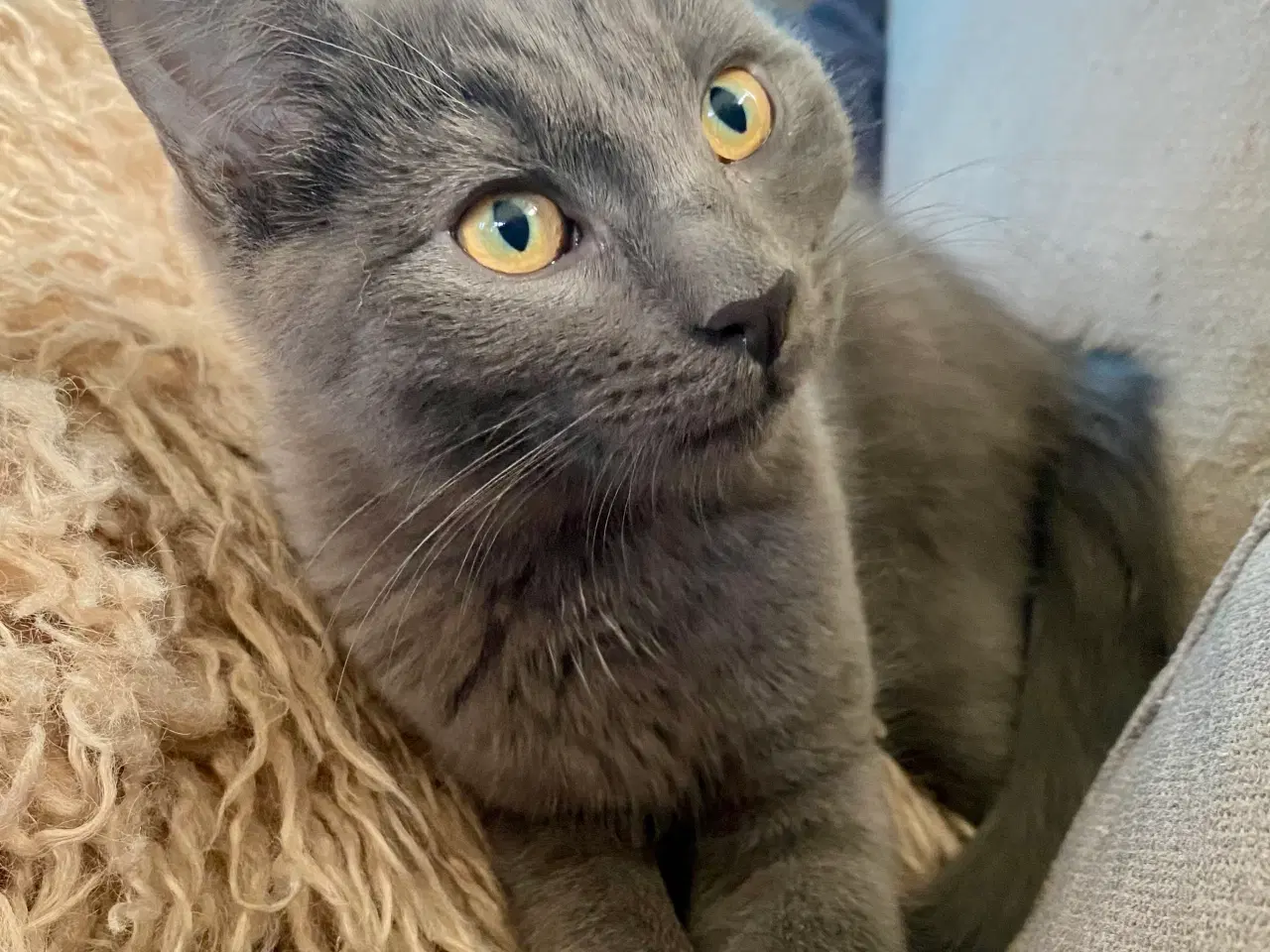 Billede 9 - Maine Coon/Perser/Huskat killinger