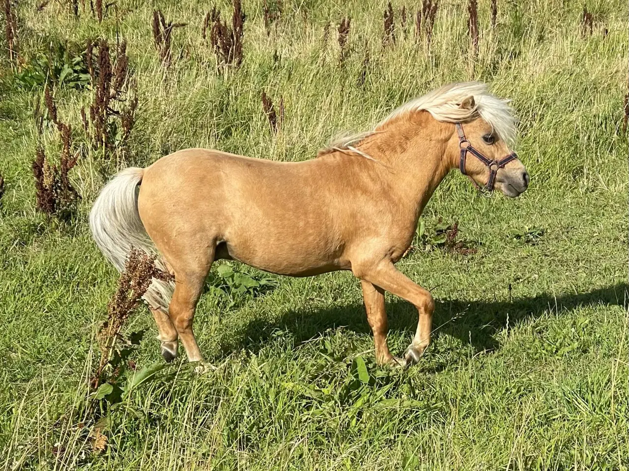 Billede 5 - Amerikansk miniature palomino hingst