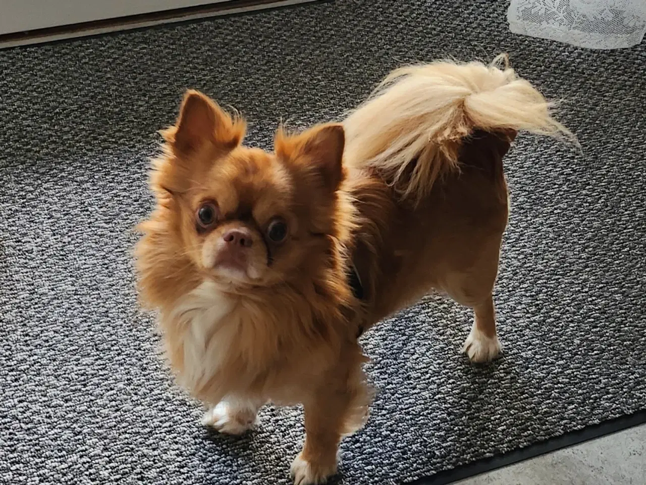 Billede 1 - Chihuahua han tilbydes til parring 