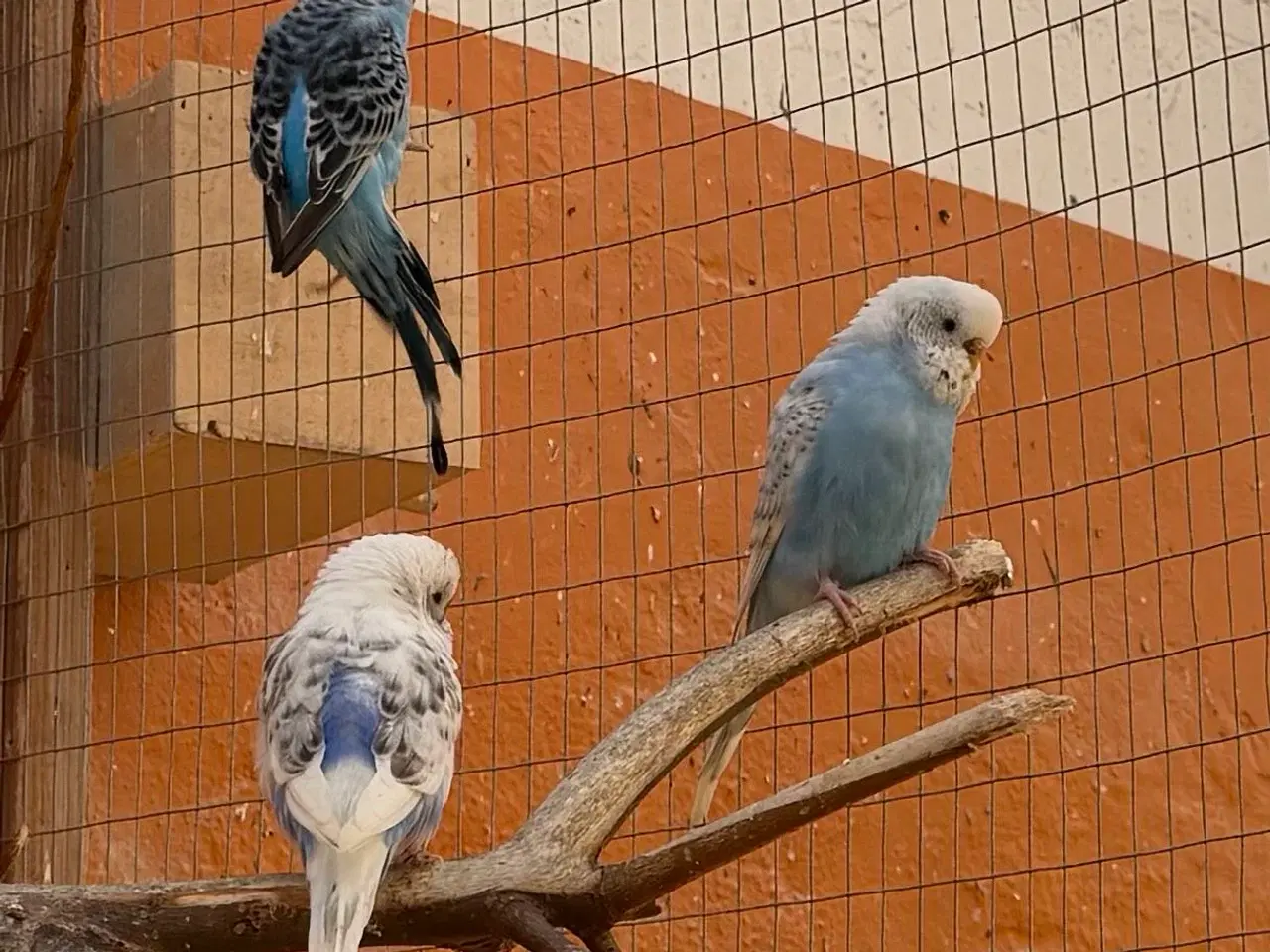 Billede 8 - Australske undulat unger