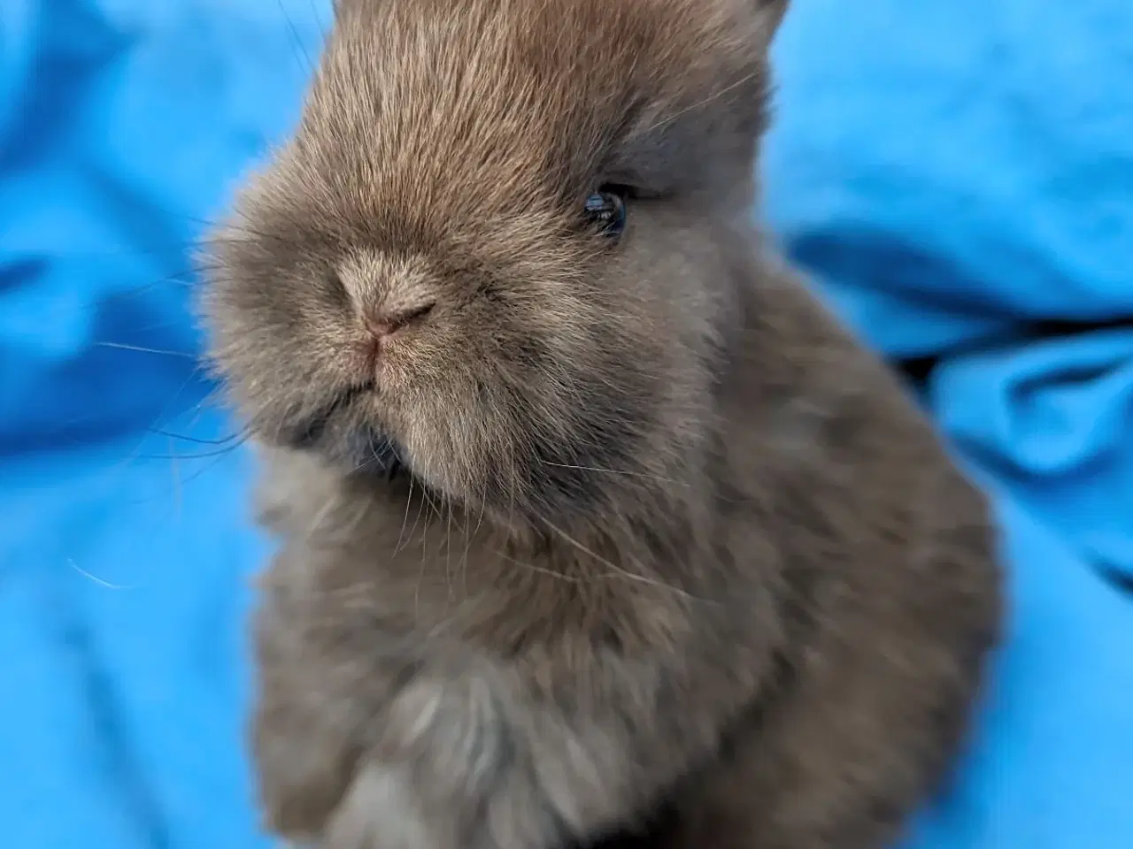 Billede 4 - Hermelin kaninunge 
