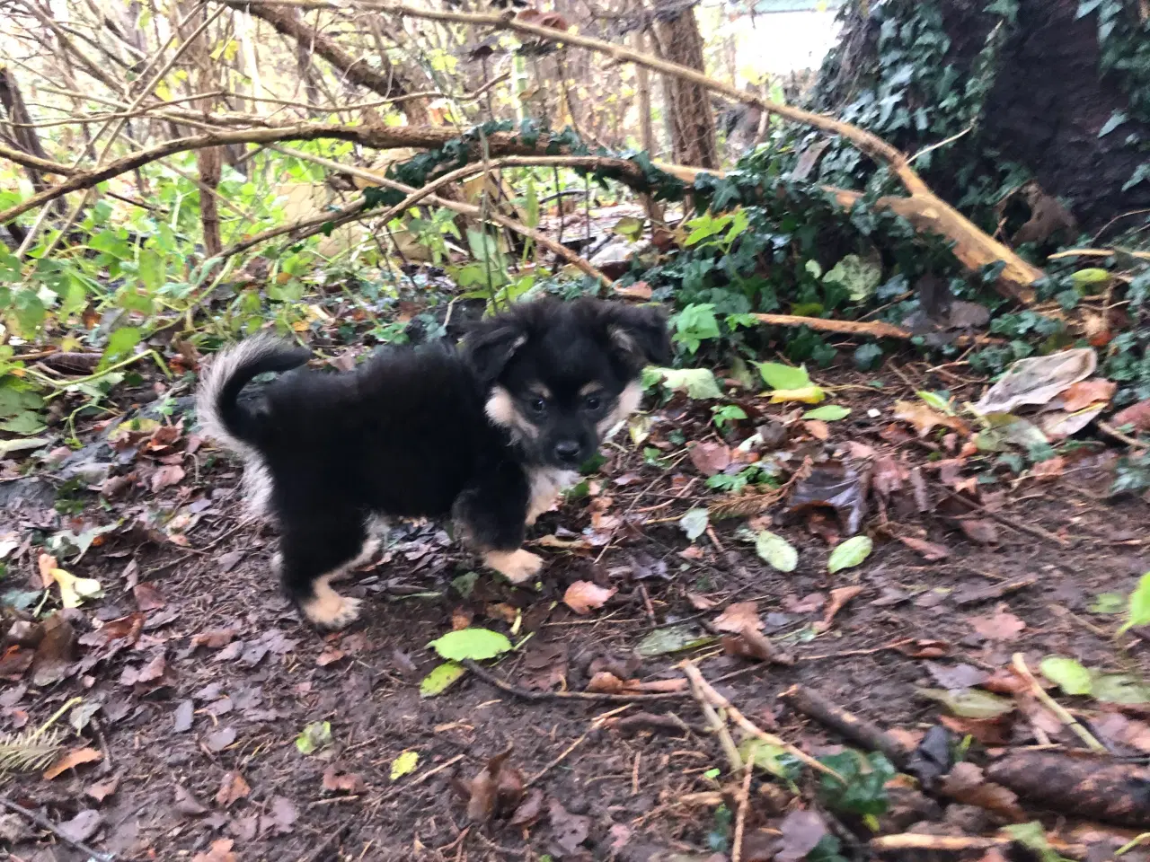 Billede 1 - Russisk toy blanding