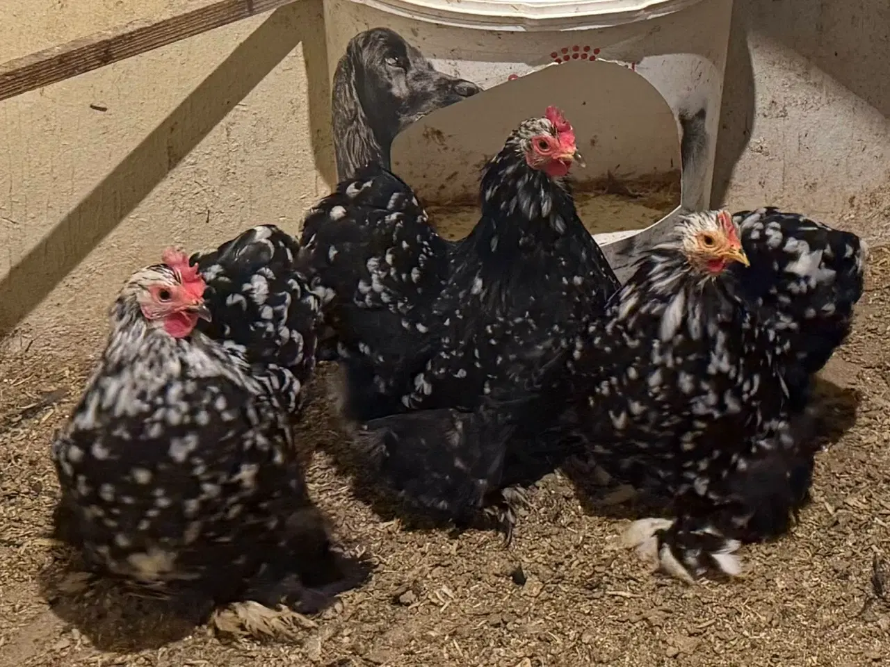 Billede 1 - 3 flotte kochin dværg høner