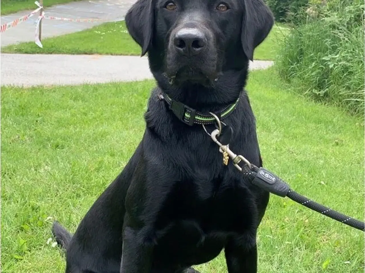 Billede 6 - Labrador hvalpe 