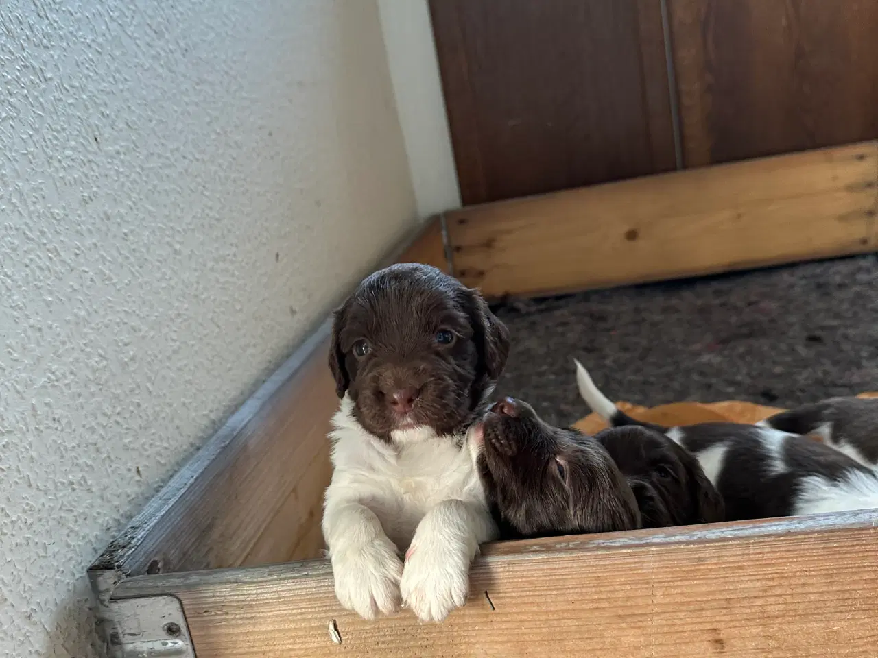 Billede 2 - Ft springer spaniel hvalpe til salg 