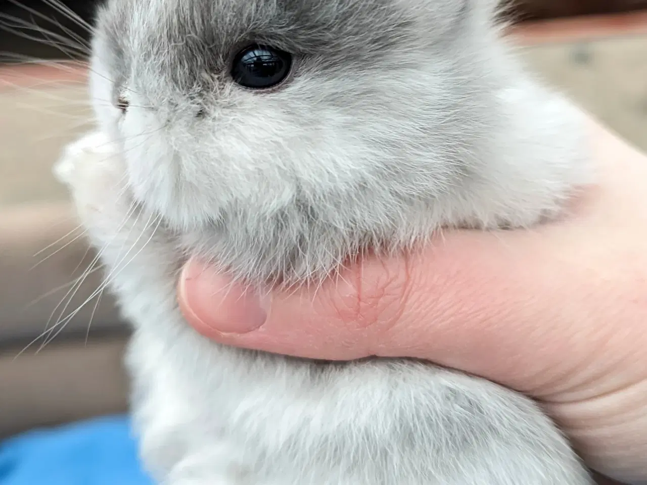 Billede 4 - Hermelin kaninunge sælges 