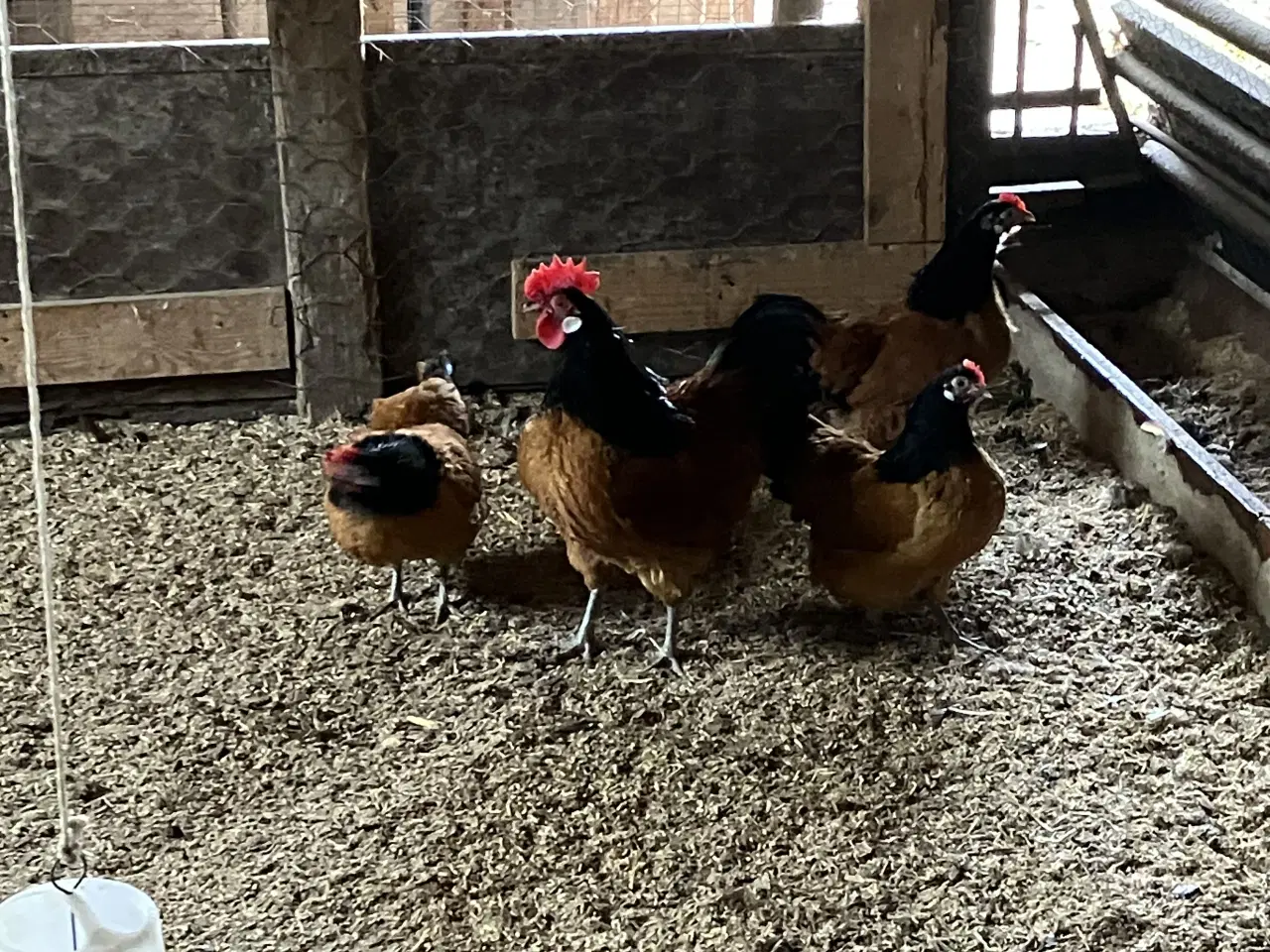 Billede 2 - Vorwerk dværghøns