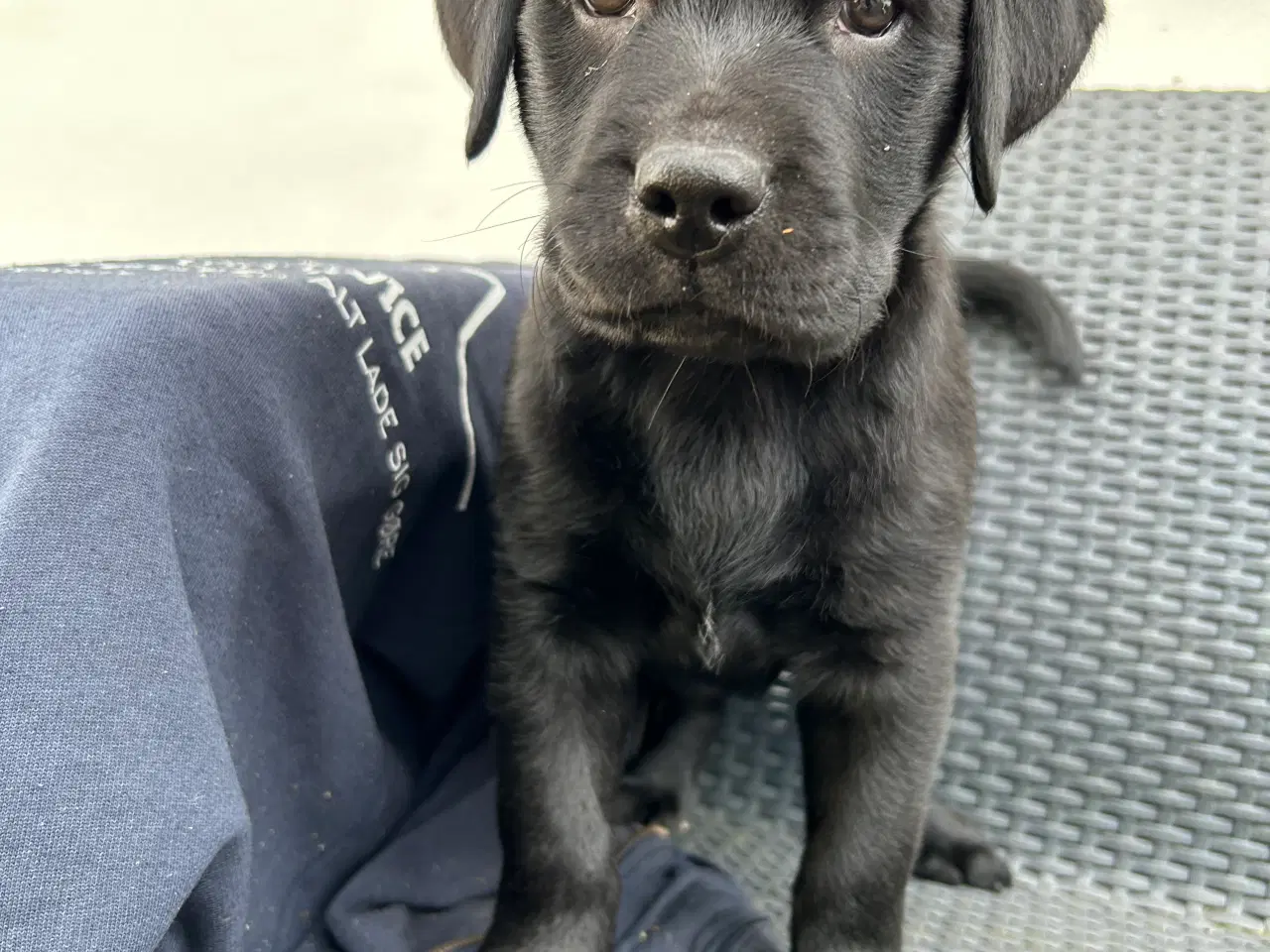 Billede 6 - Labrador hvalpe klar til at flytte hjemmefra