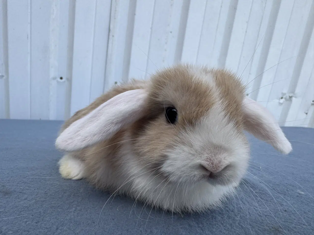 Billede 2 - Dværgvædder hunkanin