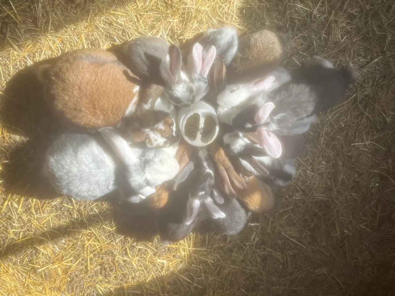 Billede 2 - Kaninunger til salg