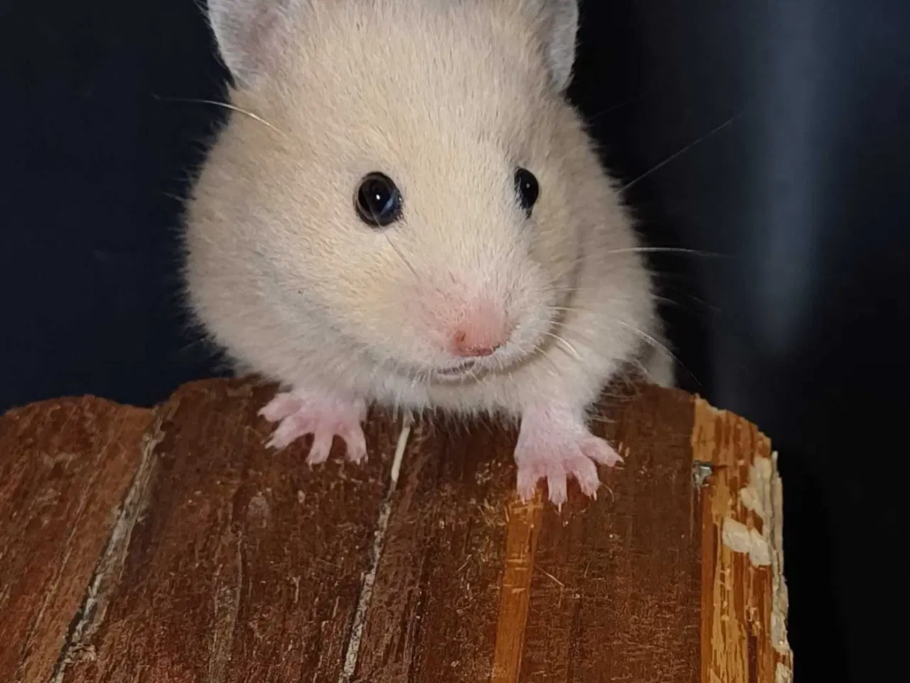 Billede 17 - Guldhamster unger