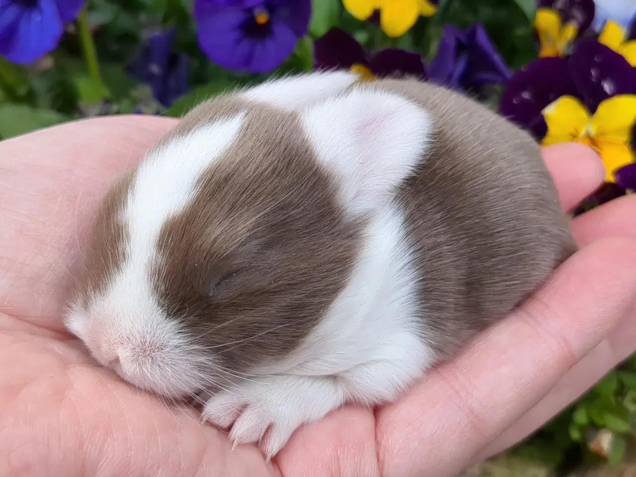 Billede 10 - Minilop kaninunger sælges 