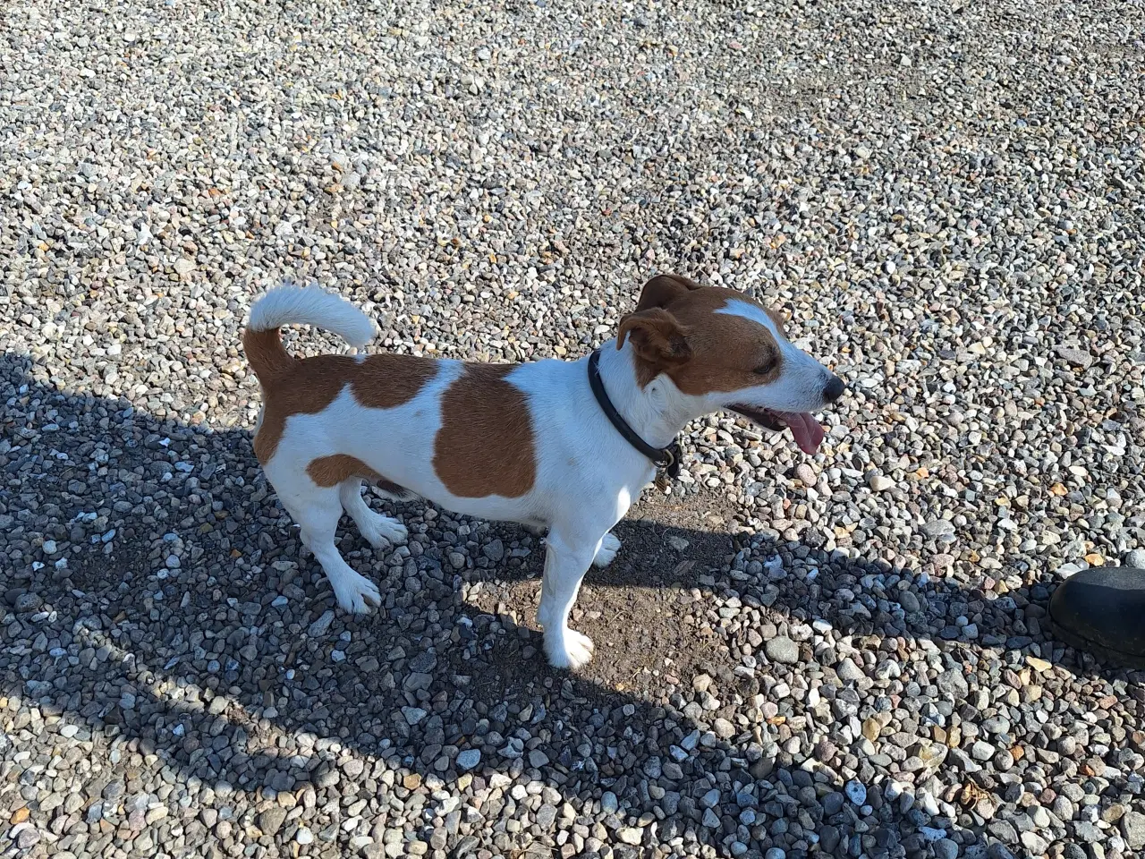 Billede 6 - Jack russel hvalpe