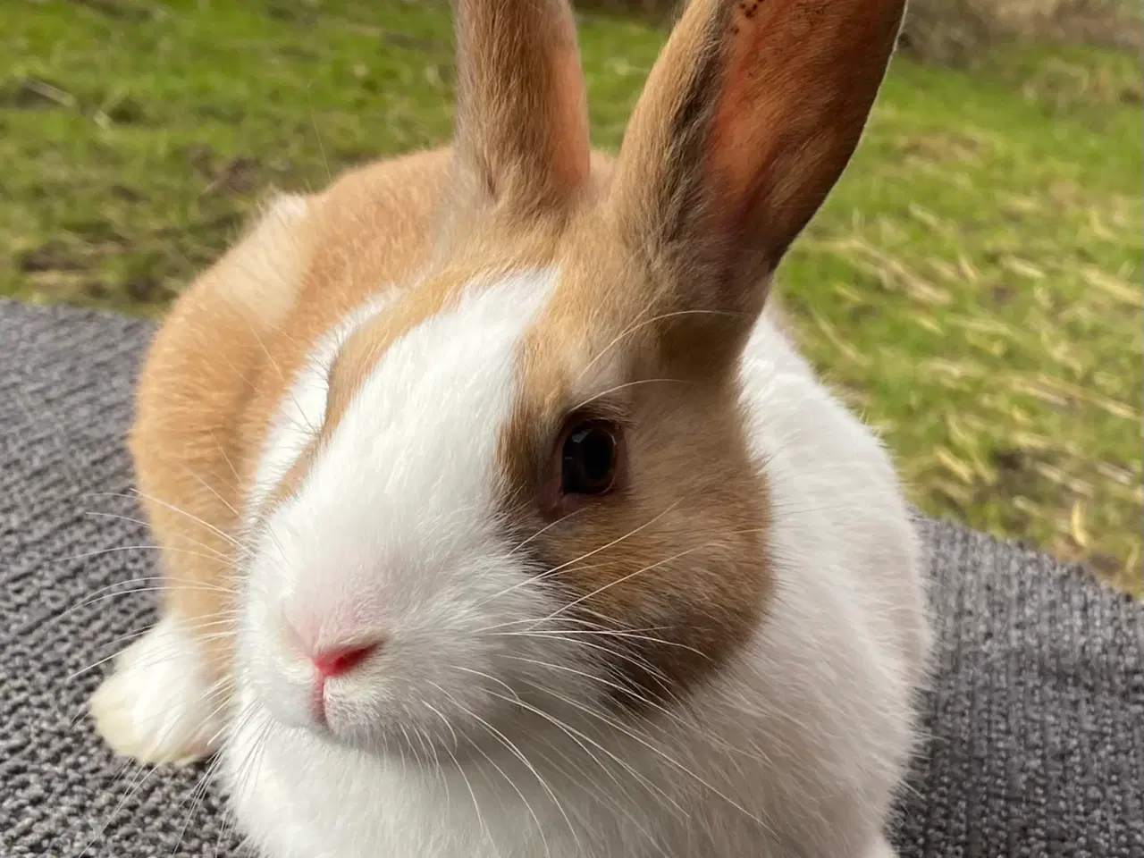 Billede 5 - HOLLÆNDER HAN MADAGASCAR