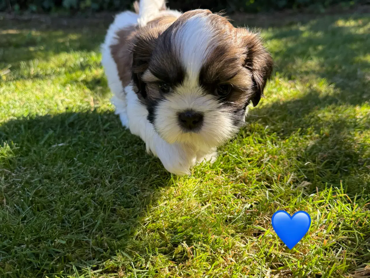 Billede 5 - Shih Tzu hundehvalpe søger nyt hjem (2 stk.)