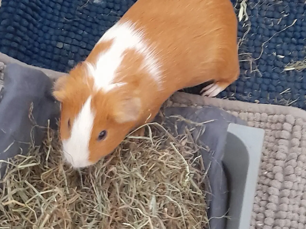 Billede 2 - Marsvin han