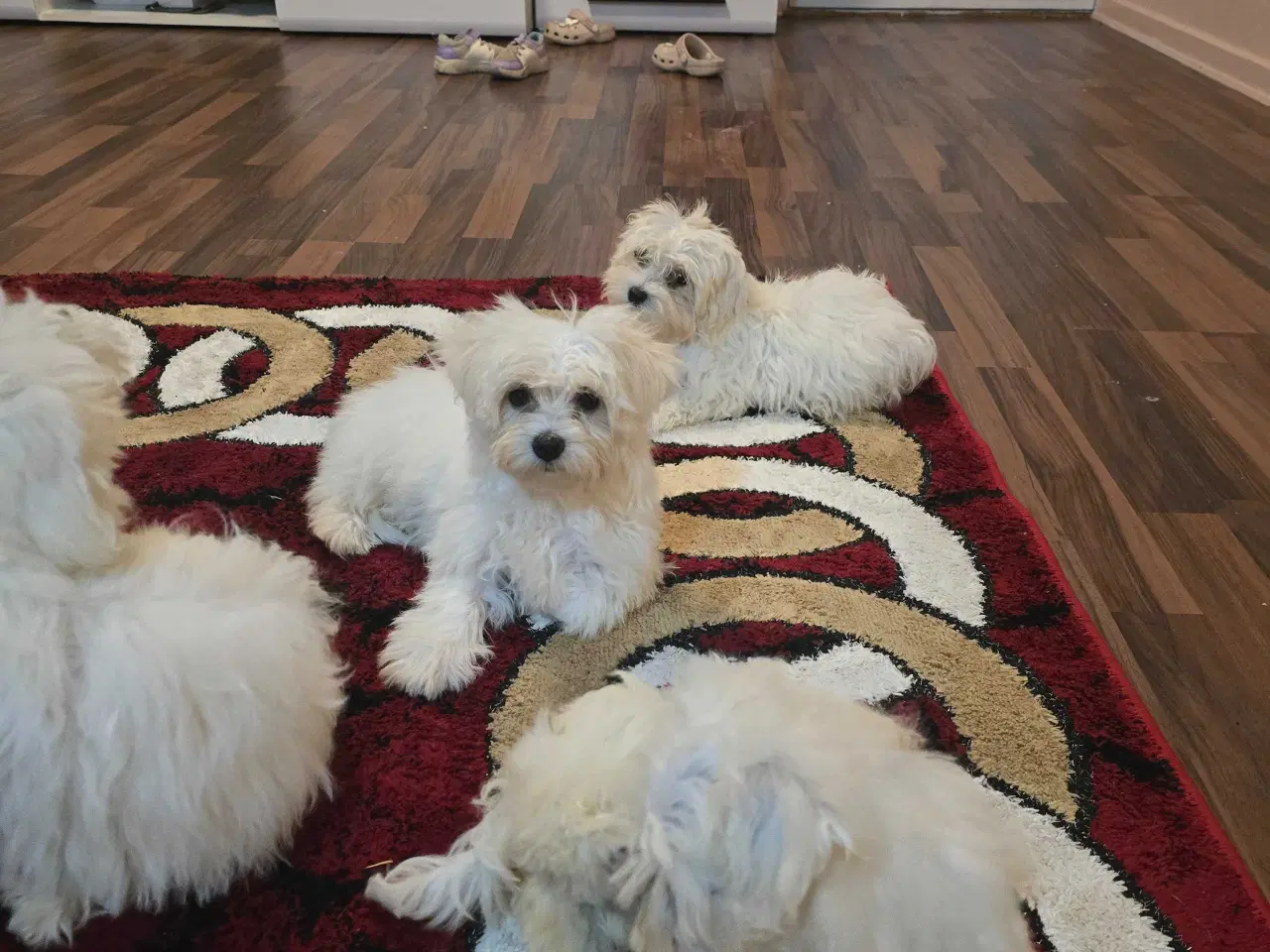 Billede 8 - Bichon malteser søger nyt hjem 