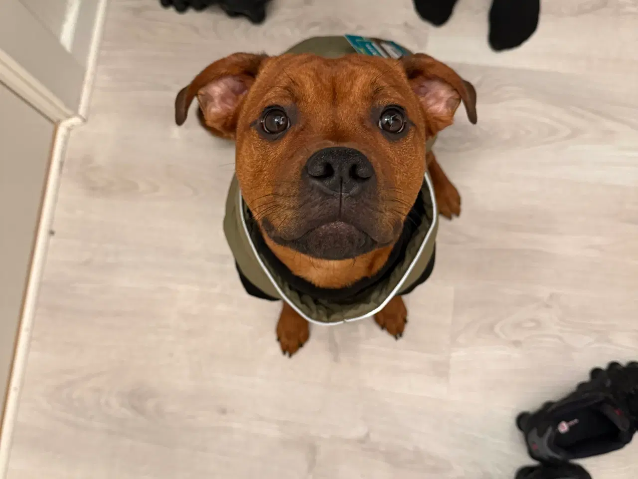 Billede 1 - Staff blanding