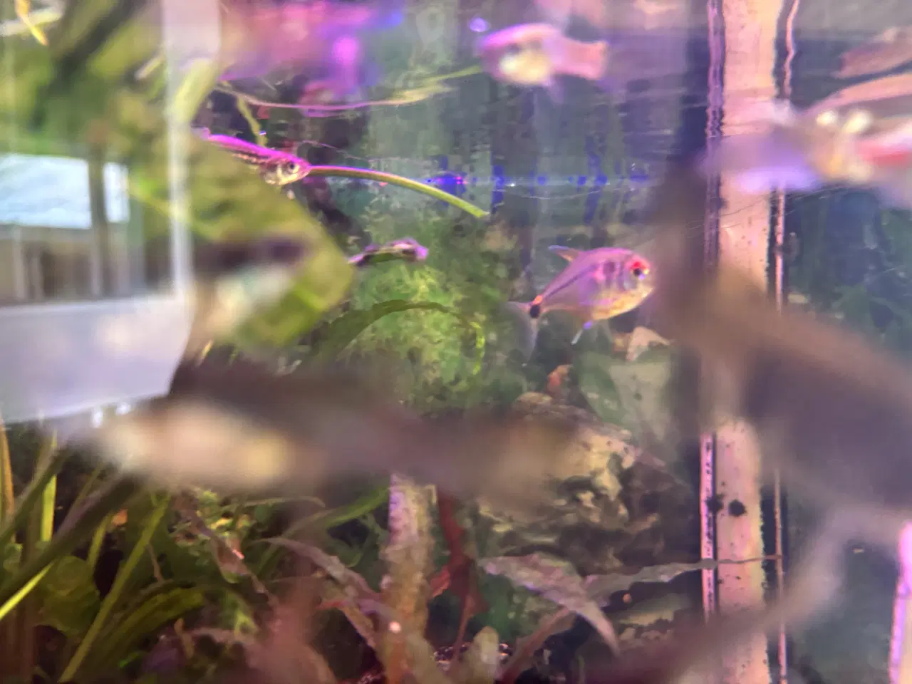 Billede 3 - Begynder-akvarium med fisk og grej