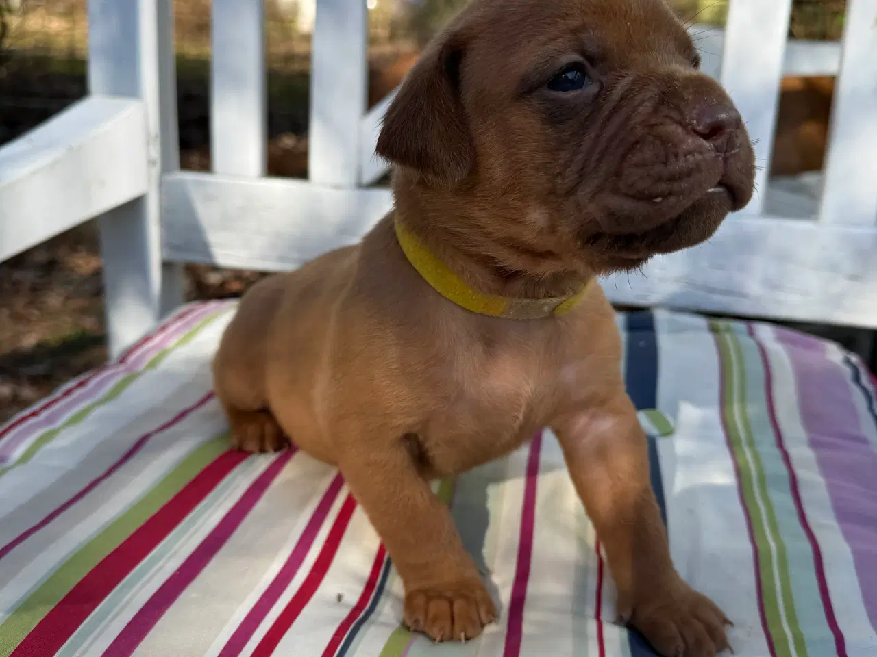 Billede 12 - Smukke fransk mastiff/Dogue de Bordeaux hvalpe 🐾