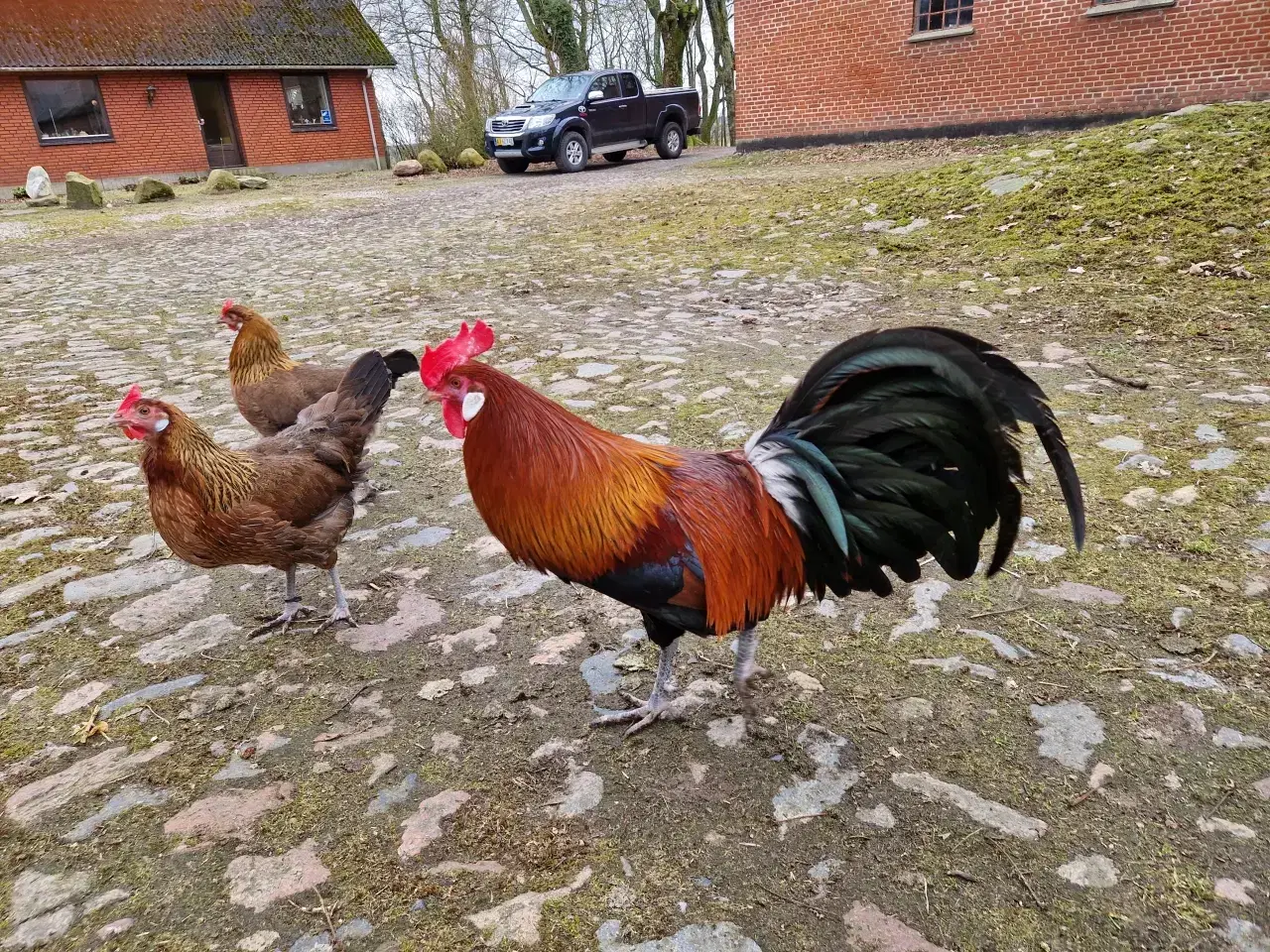 Billede 4 - Rugæg, Dansk Landrace 