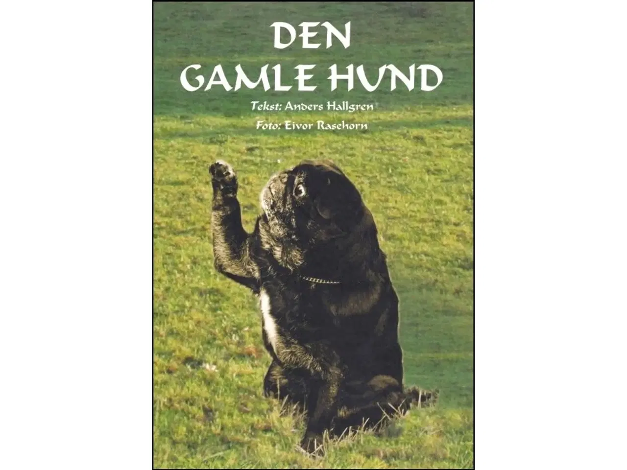 Billede 1 - Den gamle Hund