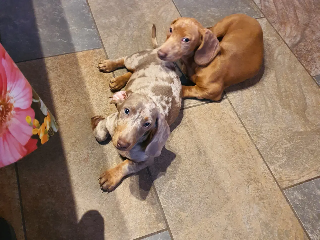 Billede 1 - Gravhund hvalp Chokolade merle