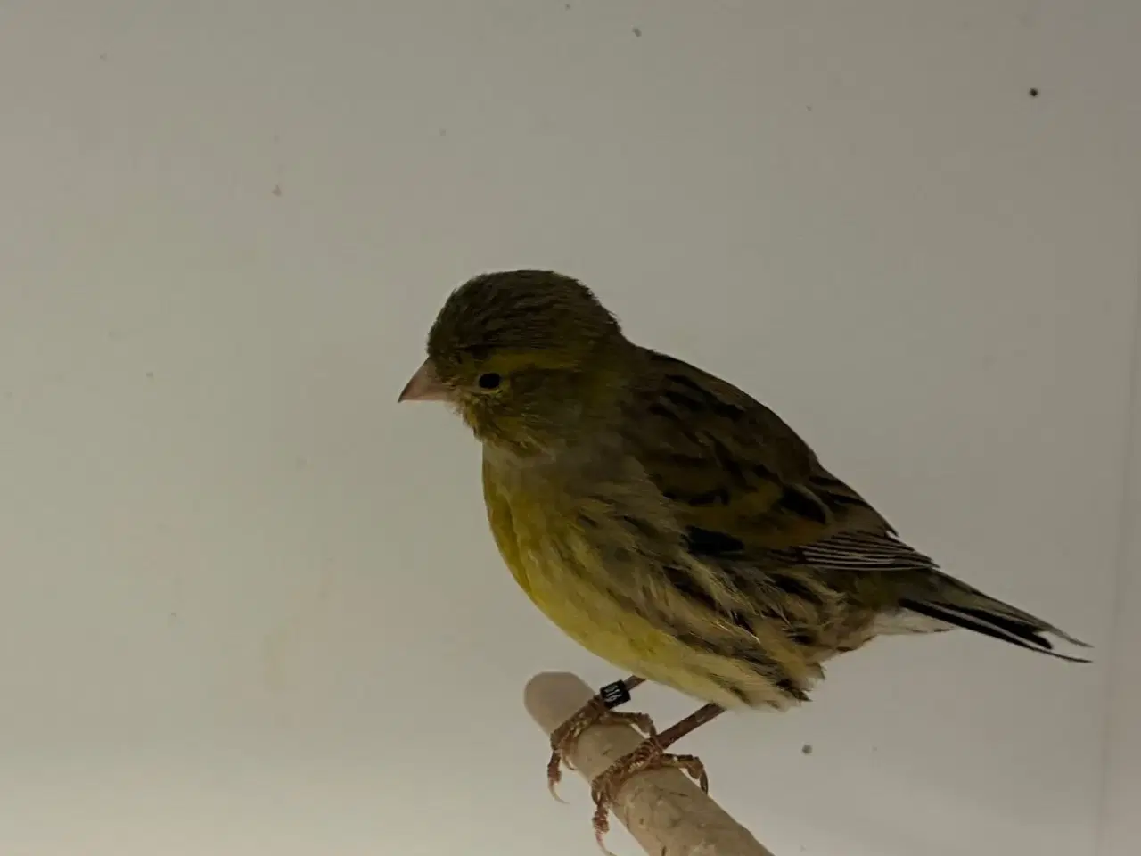 Billede 3 - Fife Fancy