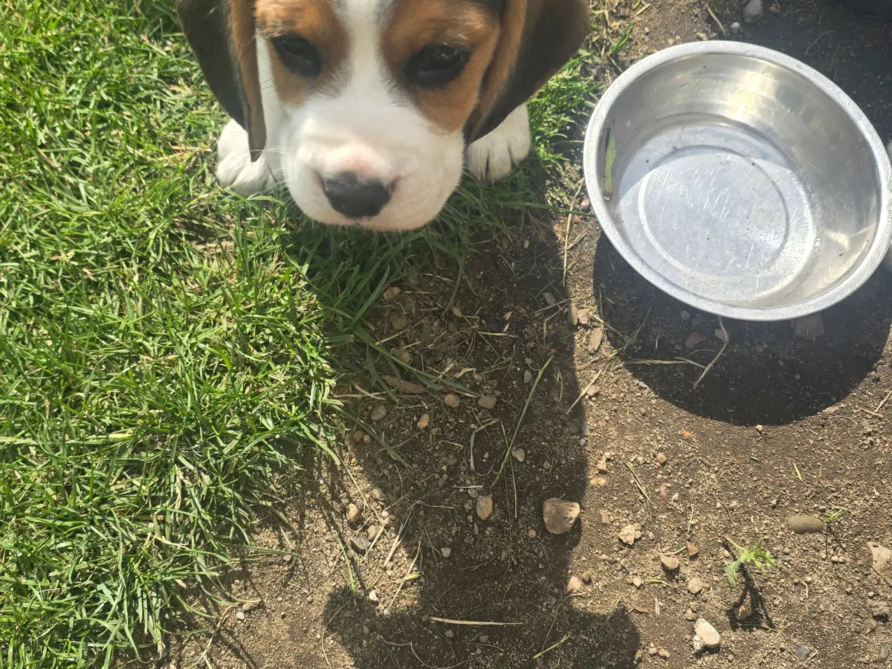 Billede 9 - Beagle tricolor