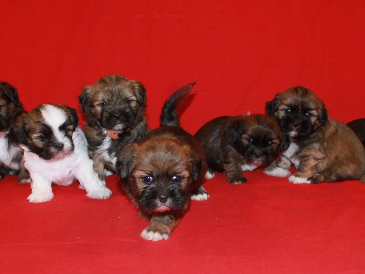 Billede 15 - Lhasa Apso hvalpe