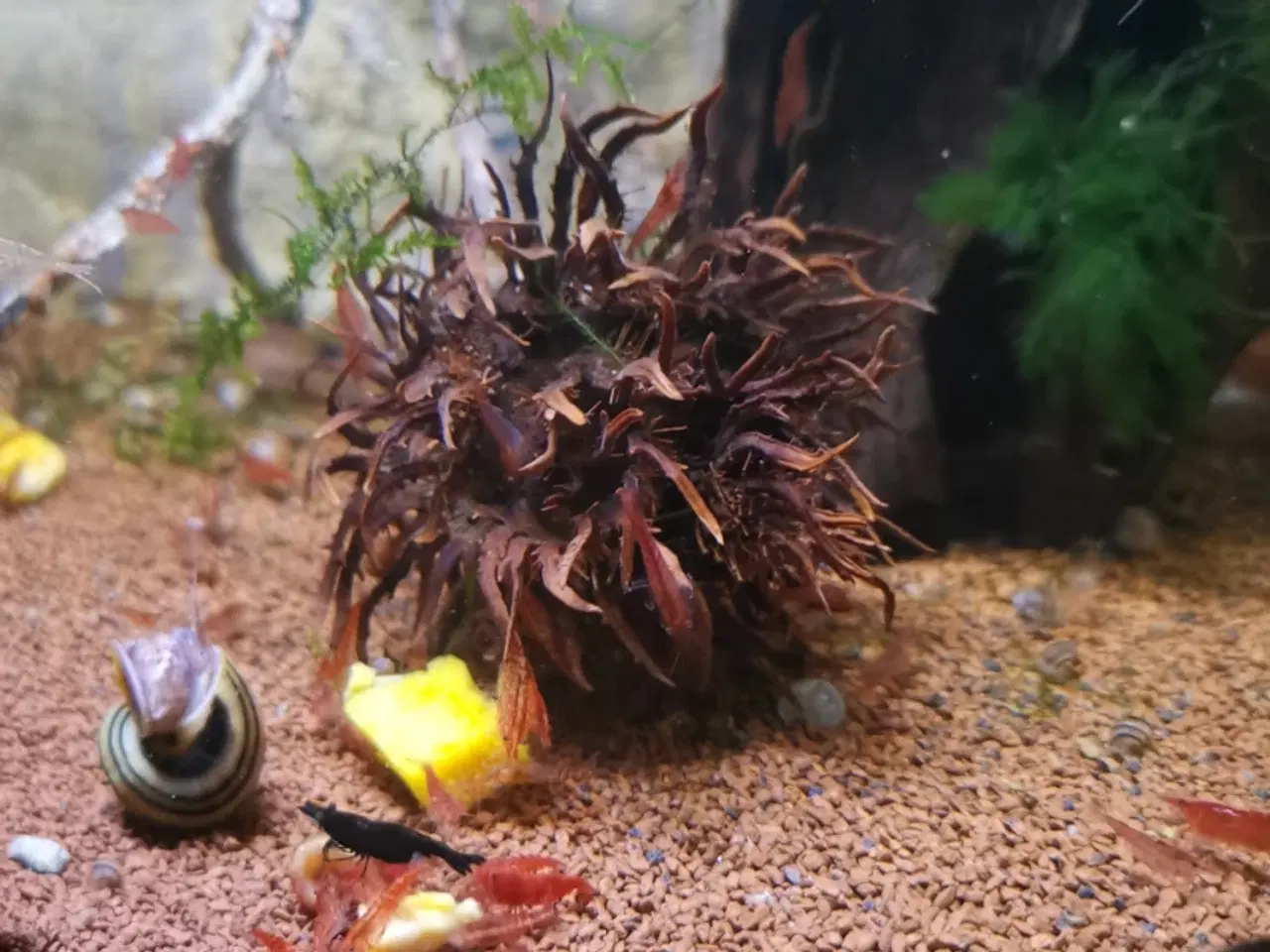 Billede 1 - Akvarie Bundlag